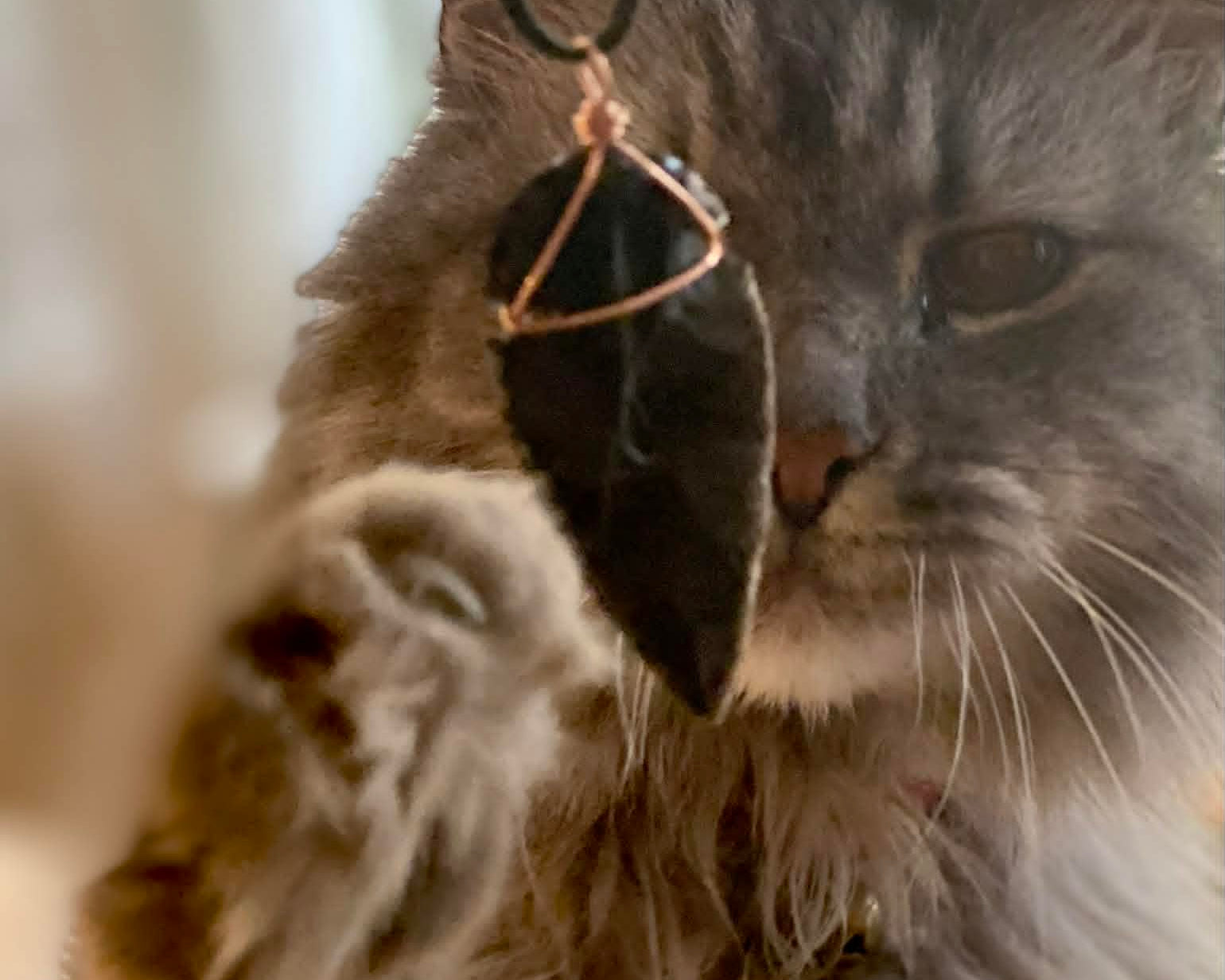 Cat pawing at a black obsidian arrow head necklace.