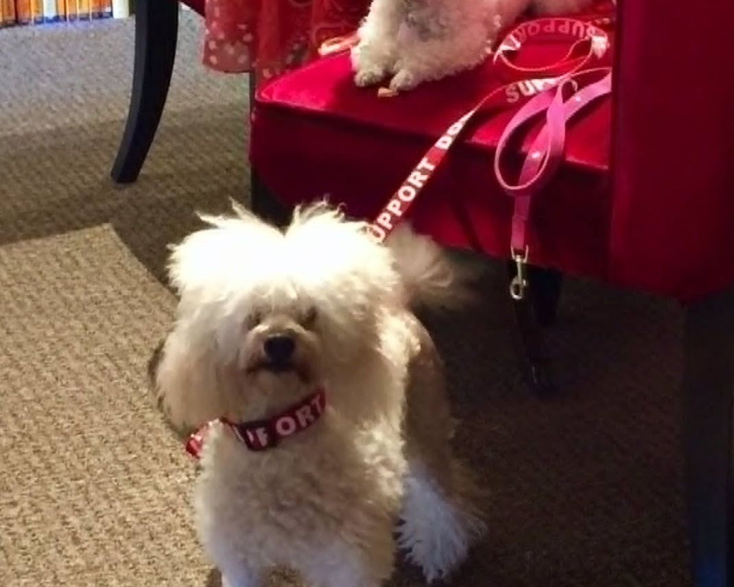 Two small white dogs on leashes, one standing on a carpeted floor with the other sitting in a red velvet chair.