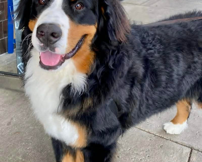 Bernese Mountain Dog standing on a sidewalk in front of the Love Potion Magickal Perfumerie & Marketplace storefront.