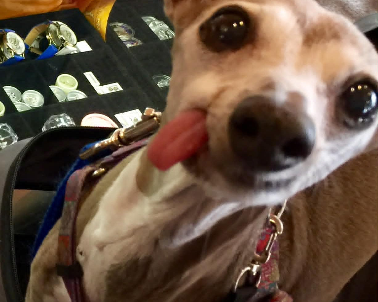 Dog sticking out its tongue in front of a display case with jewelry.