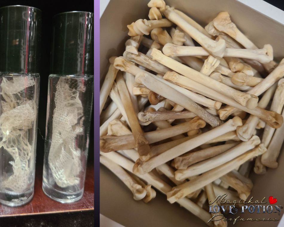 Our collection of ethically sourced Snake Skin and Coyote Bones.