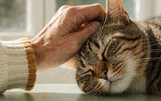 Kitty Adoption Day w/ I Paw'd it Forward!