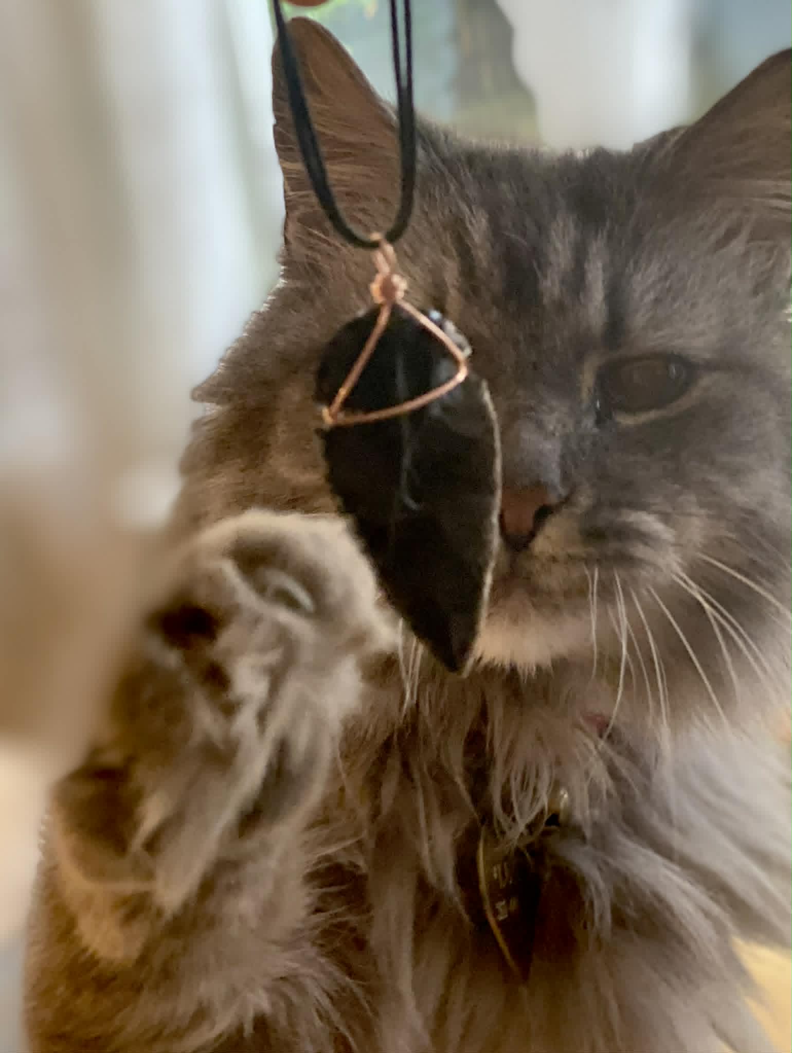 Cat pawing at a black obsidian arrow head necklace.