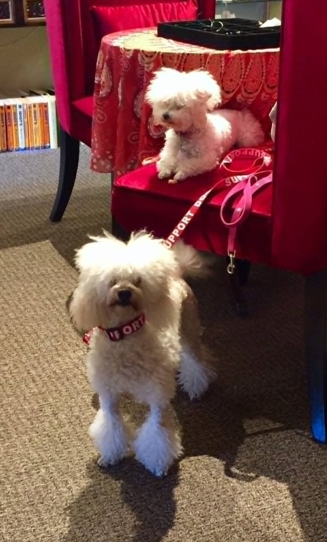 Two small white dogs on leashes, one standing on a carpeted floor with the other sitting in a red velvet chair.