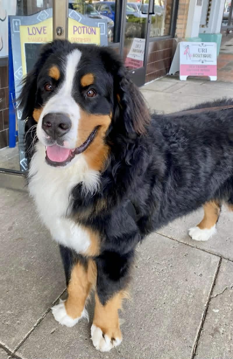 Bernese Mountain Dog standing on a sidewalk in front of the Love Potion Magickal Perfumerie & Marketplace storefront.