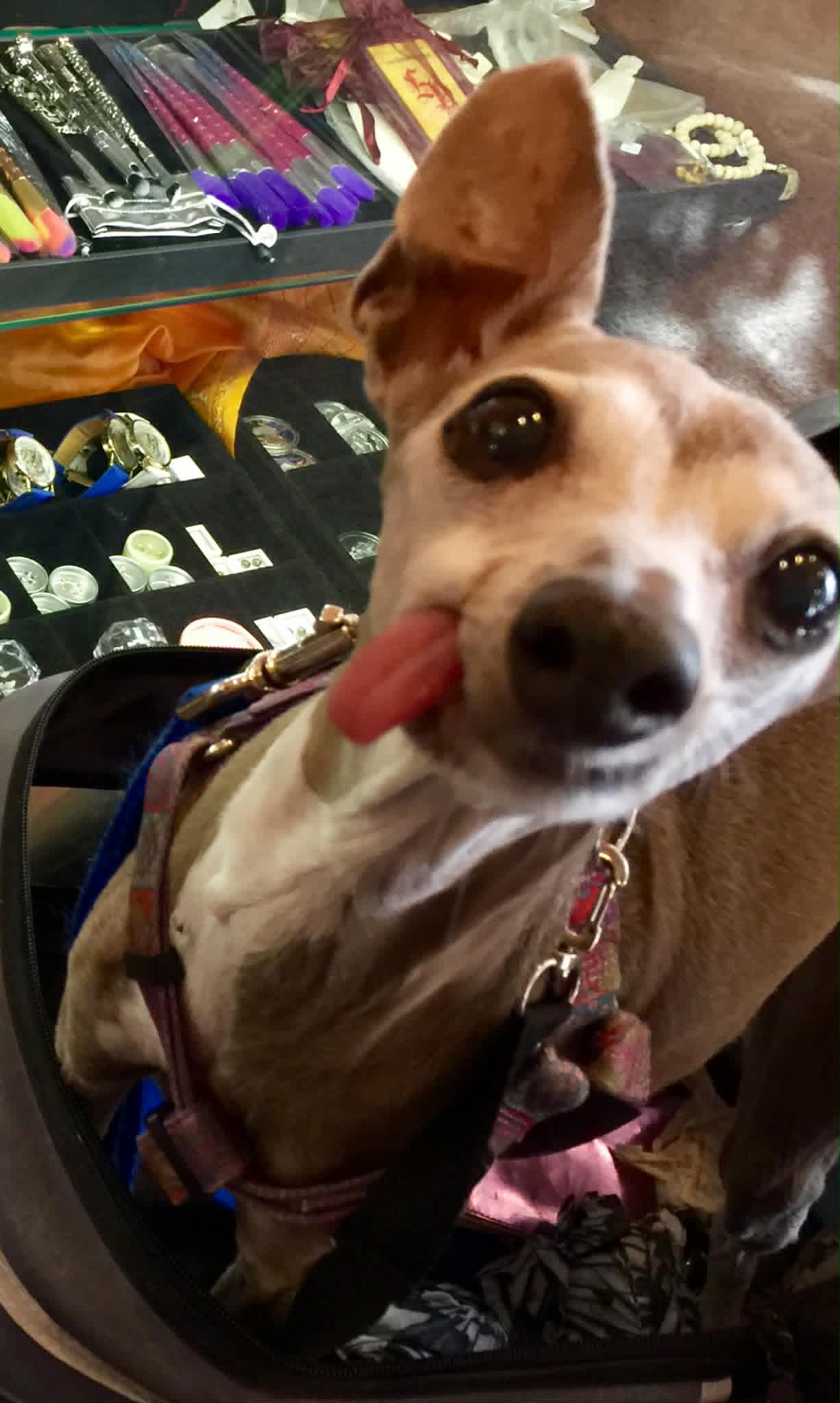 Dog sticking out its tongue in front of a display case with jewelry.