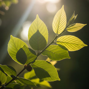 Mood, Mind, & Power Boost